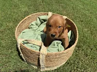 Red, a male Golden Retriever for sale in Danville, AR – 1 of 2