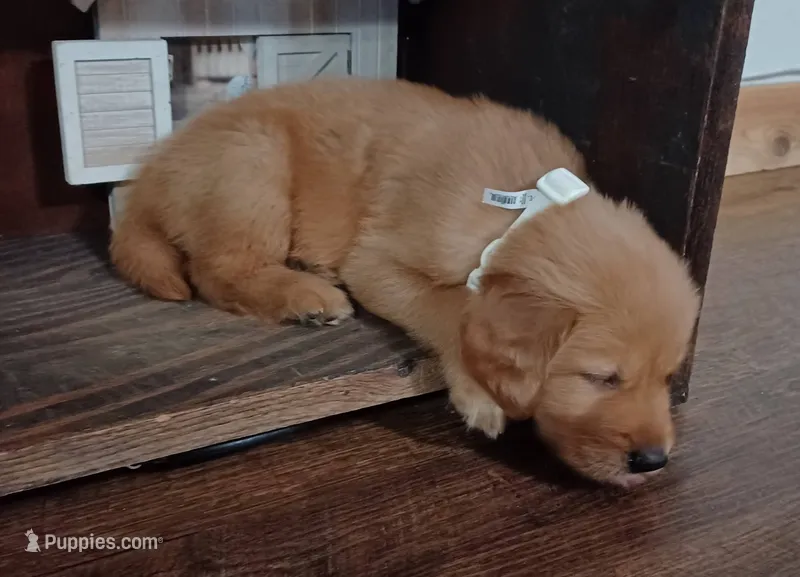 Dexter – Golden Retriever puppy for sale in Danville, AR