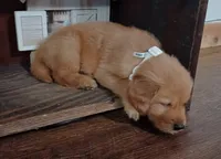 Dexter, a male Golden Retriever for sale in Danville, AR – 1 of 2