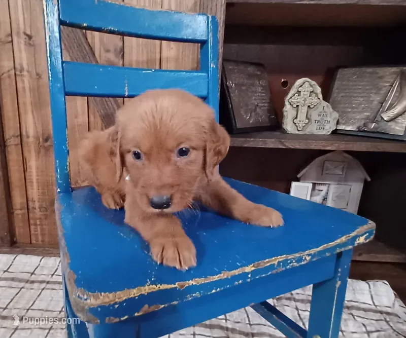 Red – Golden Retriever puppy for sale in Danville, AR