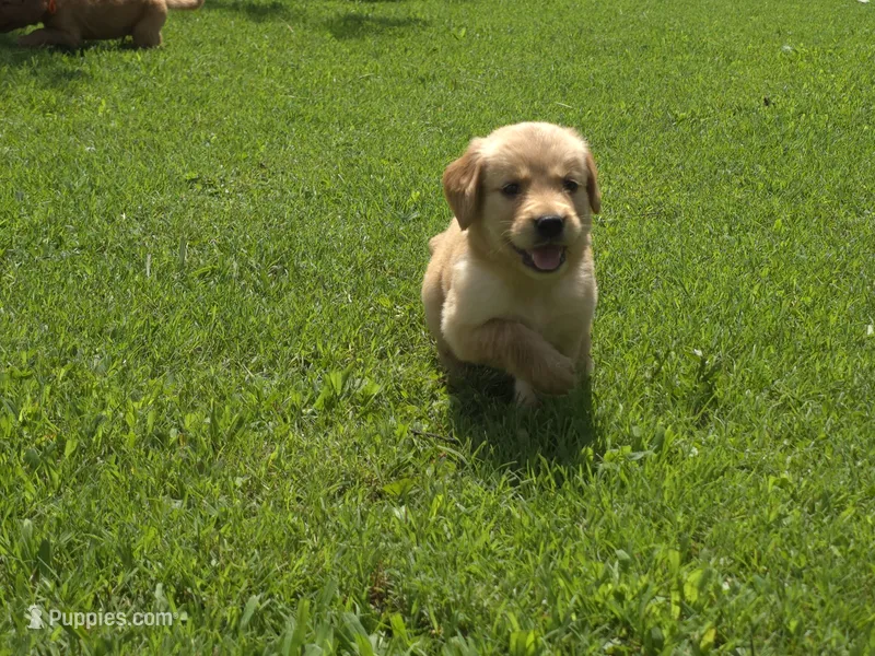 Buttercup, a female Golden Retriever for sale in Danville, AR – 1 of 3