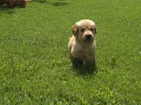 Buttercup, a female Golden Retriever for sale in Danville, AR – 1 of 3