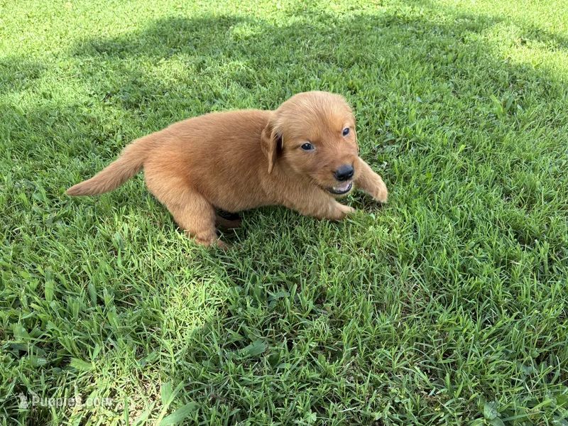 Red – Golden Retriever puppy for sale in Danville, AR