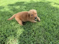 Red, a male Golden Retriever for sale in Danville, AR – 2 of 2