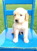 Bluebell, a female Golden Retriever for sale in Danville, AR – 3 of 3