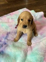 Buttercup, a female Golden Retriever for sale in Danville, AR – 2 of 3