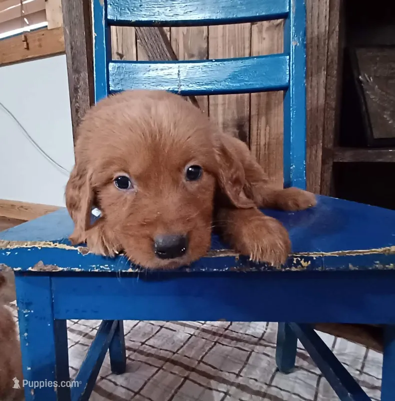 Remington – Golden Retriever puppy for sale in Danville, AR
