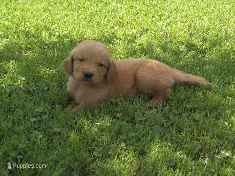 Bella Ann – Golden Retriever puppy for sale in Danville, AR