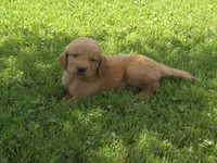 Bella Ann, a female Golden Retriever for sale in Danville, AR – 1 of 2