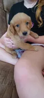 Iris, a female Golden Retriever for sale in Danville, AR – 2 of 3