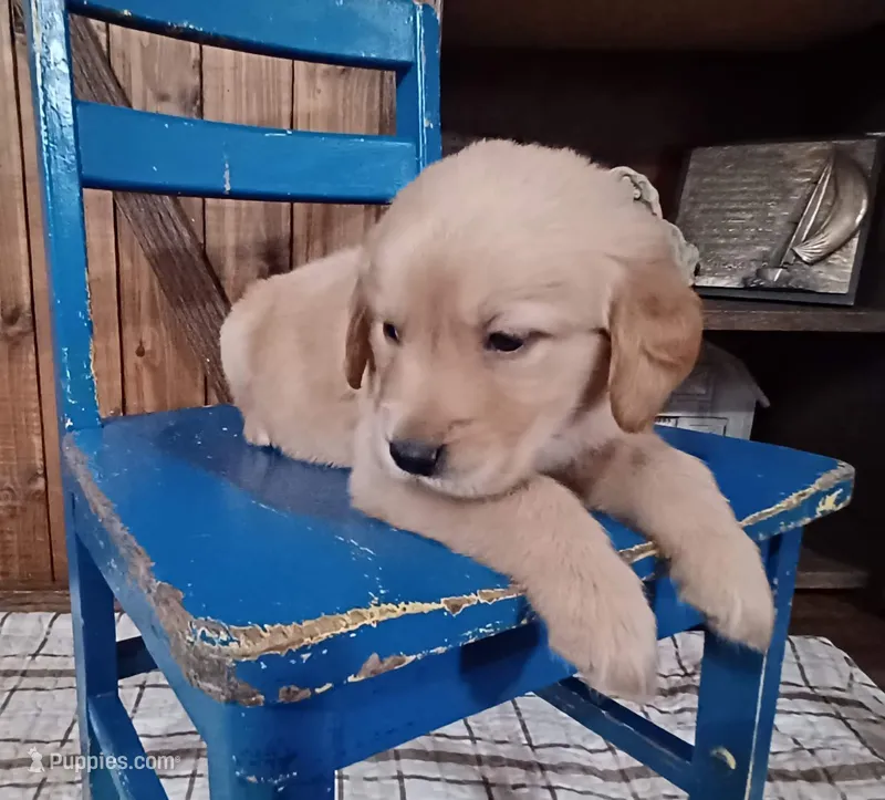 Winston – Golden Retriever puppy for sale in Danville, AR