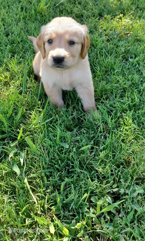 Iris – Golden Retriever puppy for sale in Danville, AR