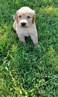 Iris, a female Golden Retriever for sale in Danville, AR – 1 of 3