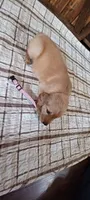 Dolly, a female Golden Retriever for sale in Danville, AR – 2 of 3