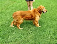 Bluebell, a female Golden Retriever for sale in Danville, AR – 2 of 3