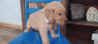 Dexter, a male Golden Retriever for sale in Danville, AR – 2 of 2