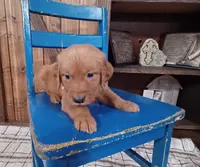 Remington, a male Golden Retriever for sale in Danville, AR – 2 of 2