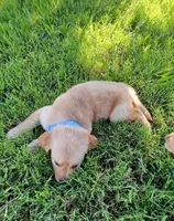 Iris, a female Golden Retriever for sale in Danville, AR – 3 of 3