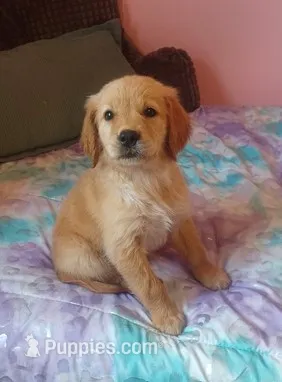 Buttercup – Golden Retriever puppy for sale in Danville, AR