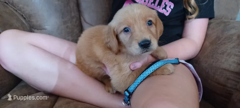 Bluebell – Golden Retriever puppy for sale in Danville, AR