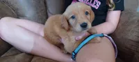 Bluebell, a female Golden Retriever for sale in Danville, AR – 1 of 3