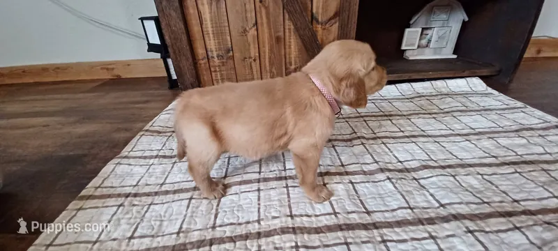 Dolly – Golden Retriever puppy for sale in Danville, AR