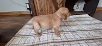 Dolly, a female Golden Retriever for sale in Danville, AR – 1 of 3