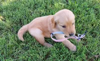 Dolly, a female Golden Retriever for sale in Danville, AR – 3 of 3