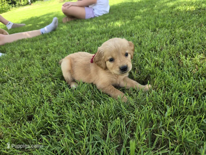 Buttercup – Golden Retriever puppy for sale in Danville, AR
