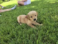 Buttercup, a female Golden Retriever for sale in Danville, AR – 3 of 3
