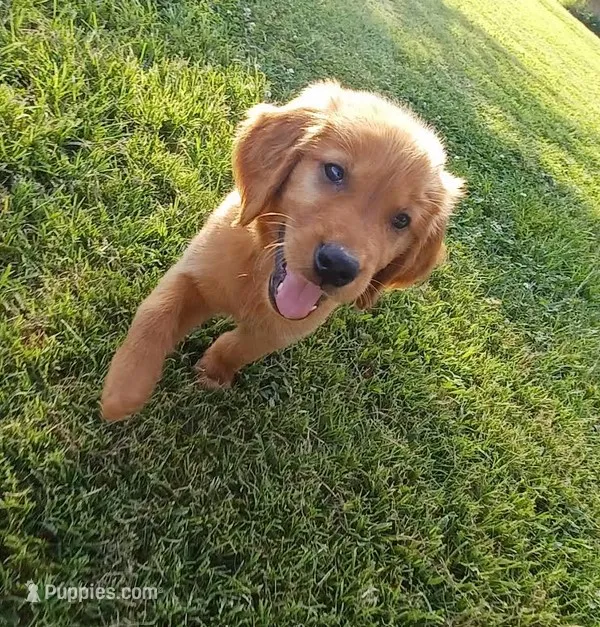 Red – Golden Retriever puppy for sale in Danville, AR