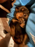 Pink, a male Rottweiler for sale in Springfield, MO – Photo 3 of 4