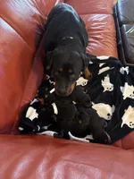 Light Blue, a male Rottweiler for sale in Springfield, MO – Photo 3 of 5