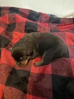 Light Blue, a male Rottweiler for sale in Springfield, MO – Photo 2 of 5