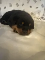 Dark Blue, a male Rottweiler for sale in Springfield, MO – Photo 1 of 5