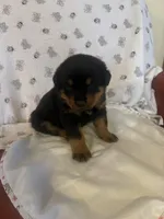 Dark Blue, a male Rottweiler for sale in Springfield, MO – Photo 2 of 5