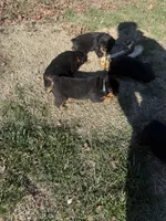 Green, a male Rottweiler for sale in Springfield, MO – Photo 4 of 4