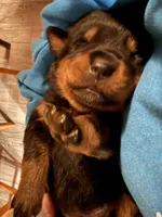 Orange, a male Rottweiler for sale in Springfield, MO – Photo 1 of 3