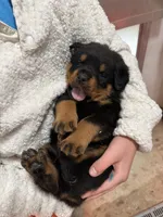 Orange, a male Rottweiler for sale in Springfield, MO – Photo 3 of 3