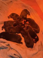 Red, a male Rottweiler for sale in Springfield, MO – Photo 4 of 4