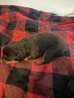 Red, a male Rottweiler for sale in Springfield, MO – Photo 1 of 4