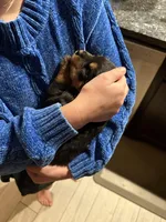 Purple, a male Rottweiler for sale in Springfield, MO – Photo 4 of 4