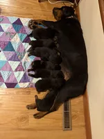 Purple, a male Rottweiler for sale in Springfield, MO – Photo 3 of 4