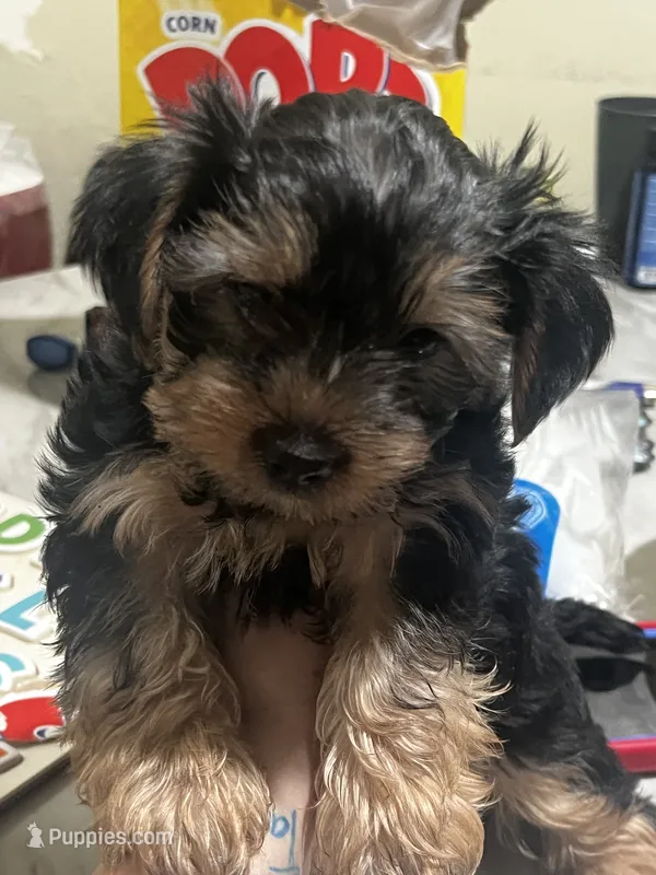 Tyson – Yorkshire Terrier puppy for sale in Bronx, NY