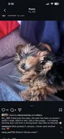 Tyson, a male Yorkshire Terrier for sale in Bronx, NY – 2 of 3