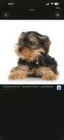 Tyson, a male Yorkshire Terrier for sale in Bronx, NY – 3 of 3