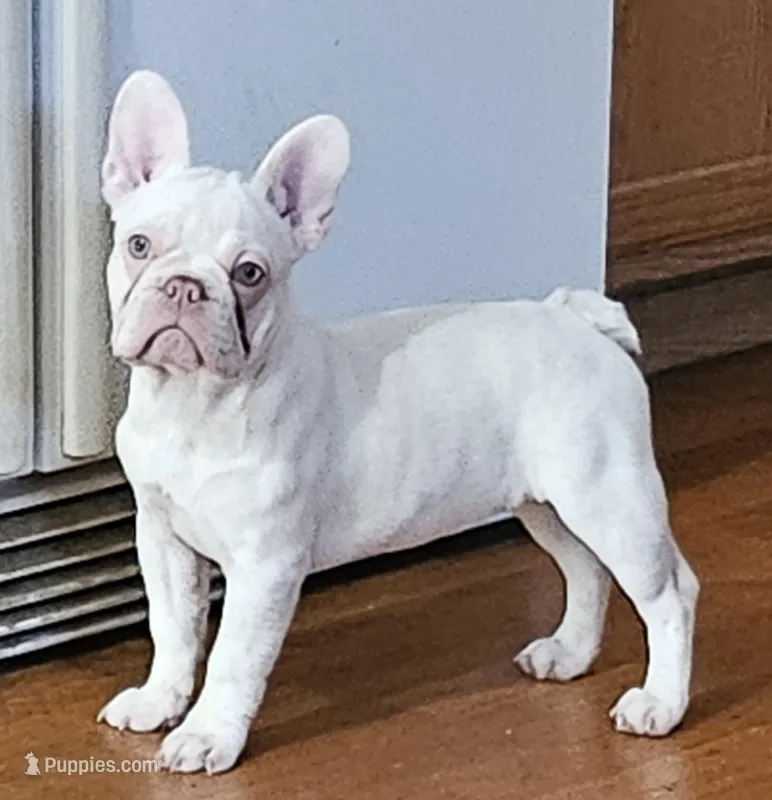 Eurhea – French Bulldog puppy for sale in Bakersfield, CA