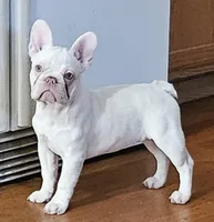 Eurhea, a female French Bulldog for sale in Bakersfield, CA – 1 of 3
