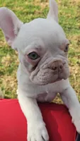 Eurhea, a female French Bulldog for sale in Bakersfield, CA – 3 of 3