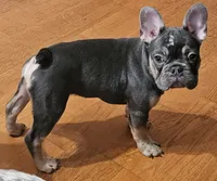 Deimos, a male French Bulldog for sale in Bakersfield, CA – Photo 2 of 2